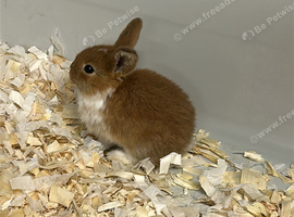 Newborn mini lops to reserve