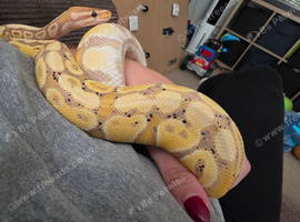 Male Banana Royal Python