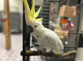 Sulphur crested cockatoo Glasgow