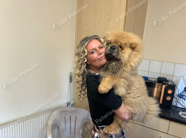 8 month old male chow chow