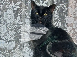 Cute Black Cat