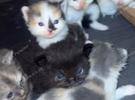 Ragdoll x Norwegian forest kittens