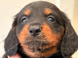 Long haired black and tan boy ready to go