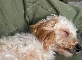 7month old miniature poodle x miniature dachshund boy