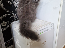 Pedigree maine coon kittens