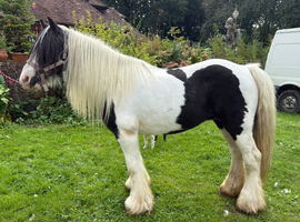 Cob mare