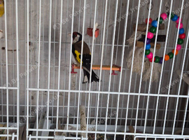 Goldfinch cock