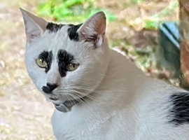 Lovely female cat