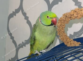 male ring neck parrot