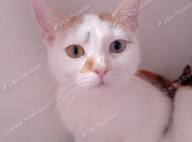 Kittens for rehome