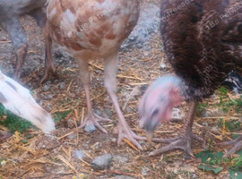 Turkey poults royal palm bourbon red Norfolk bronze and Norfolk black