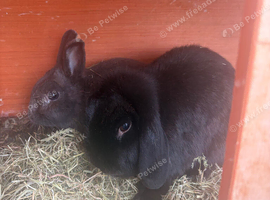 Two rabbits