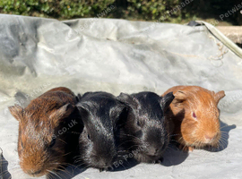 3 teddy x baby boars