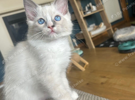 GCCF ragdoll 1 boy available