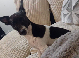 Beautiful 4 year old jack russell girl