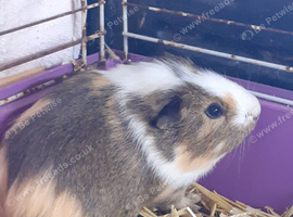2 baby boy guinea pigs