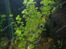 Pond plants