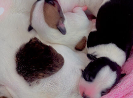 Jack Russel puppies