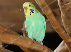 Budgies Pairs available &pound;65 a pair,15