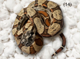 Beautiful Boa&rsquo;s for sale