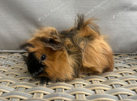 1 left.  Lovely pretty female baby guinea pigs.