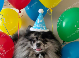 Merle triple coat pomeranian