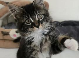 Maine coon brother and sister.
