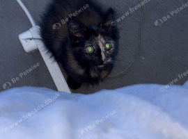 cats and kittens for sale