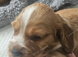 Full breed cocker spaniel