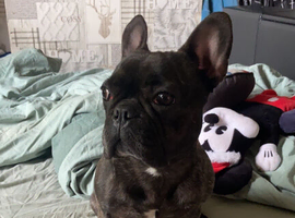 Fifi