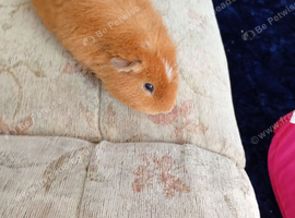 Male teddy