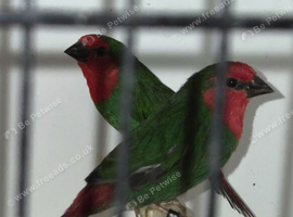 Red faced parrot finches