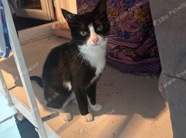 Black and white cat 2 years old