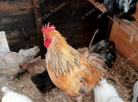 Chickens
