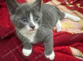 Grey and white kitten