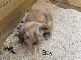 Stunning Baby mini lop rabbits