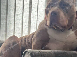 Absolutely stunning (standard) bully for sale