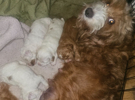 Four Beautiful F2 Cockapoo Puppies