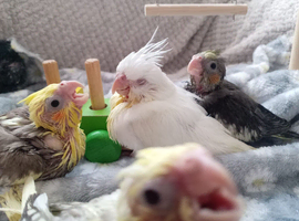 6 baby cockatiels  and 2 blue kakariki being handreared