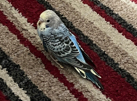 Baby Budgie