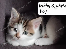 Kitten for sale &pound;100. Each