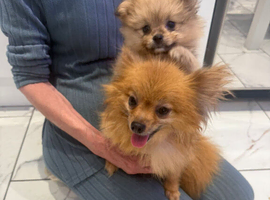 Pomeranian beautiful little boy