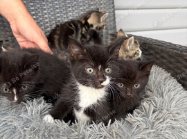 6 little kittens looking for a loving home