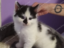 Beautiful Turkish Angora Mix Kittens for sale