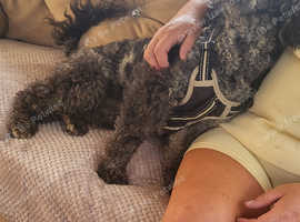 Miniature poodle for stud blue Merle