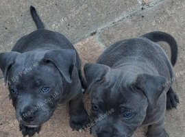 Blue staffy pups