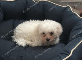 Bichon frise