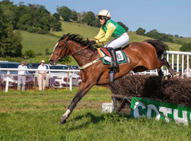 12 year old bay mare