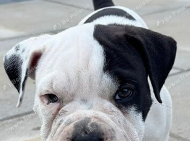 Old tyme x American bulldog pup dog
