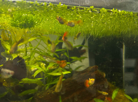 120 days old collection only
